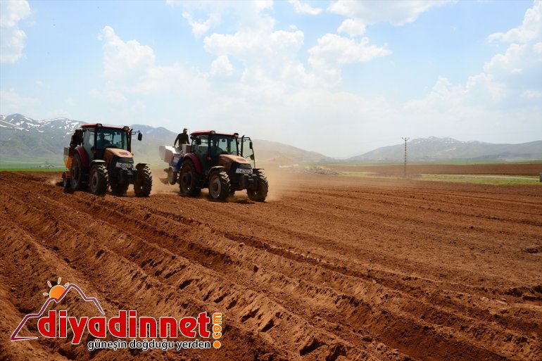 Sertifikalı patates ekimine tohumu başlandı - BİTLİS 8