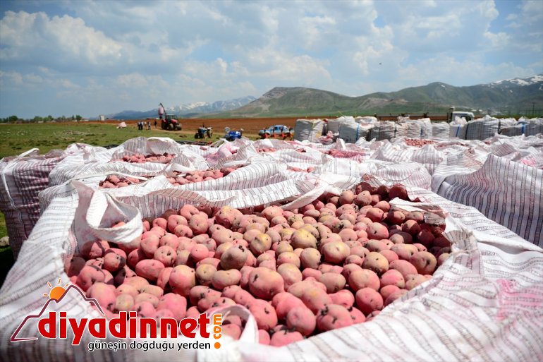 Sertifikalı BİTLİS - tohumu patates ekimine başlandı 9
