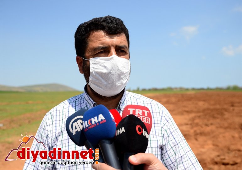 patates başlandı BİTLİS ekimine tohumu - Sertifikalı 10