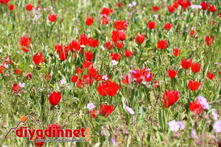 Ağrı'da dağlar lale ve sümbüllerle renklendi