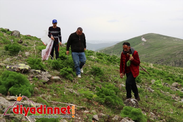 AĞRI sahur lezzetler Dağlardan gelen - ve iftar sofralarını süslüyor 3