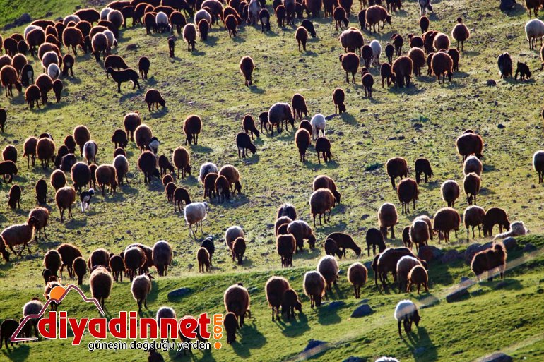 erimesini yaylaya bekliyor çıkmak dağlardaki Göçerler karların için 2