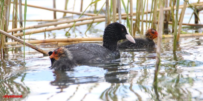 Ağrı Dağı Milli Parkı sakarmeke yavrularıyla cıvıl cıvıl oldu - IĞDIR1