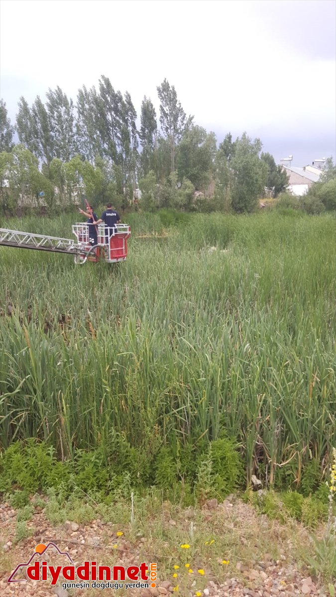 Ağrı'da bataklığa saplanan inekleri itfaiye ekipleri kurtardı