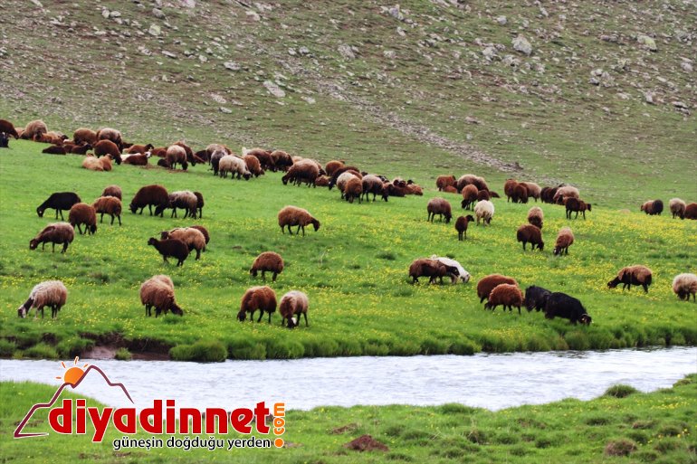 göz yaylalar sararan çiçekleriyle düğün Ağrı