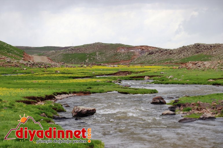 çiçekleriyle yaylalar Ağrı