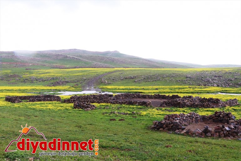 düğün sararan kamaştırıyor çiçekleriyle göz yaylalar Ağrı