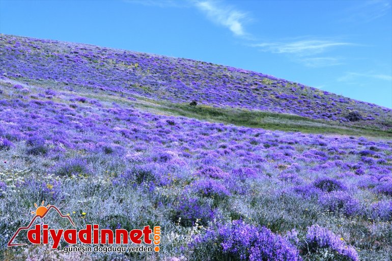 şölen çiçekleri Ağrı