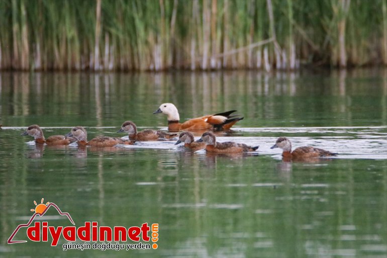 kaldı Angıt kuşları Milli da Ağrı Dağı sadık Parkı