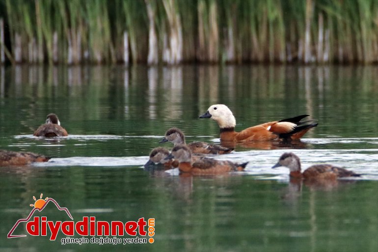Angıt kaldı Dağı da Milli Ağrı sadık kuşları Parkı