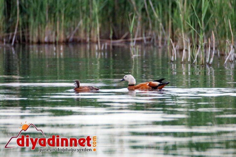 Dağı Angıt Parkı