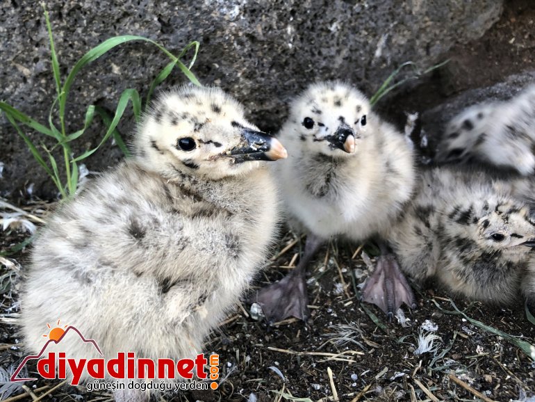 oldu Doğu martıların yuvası Anadolu