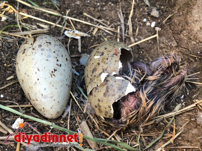 Balık Doğu yuvası martıların IĞDIR Anadolu