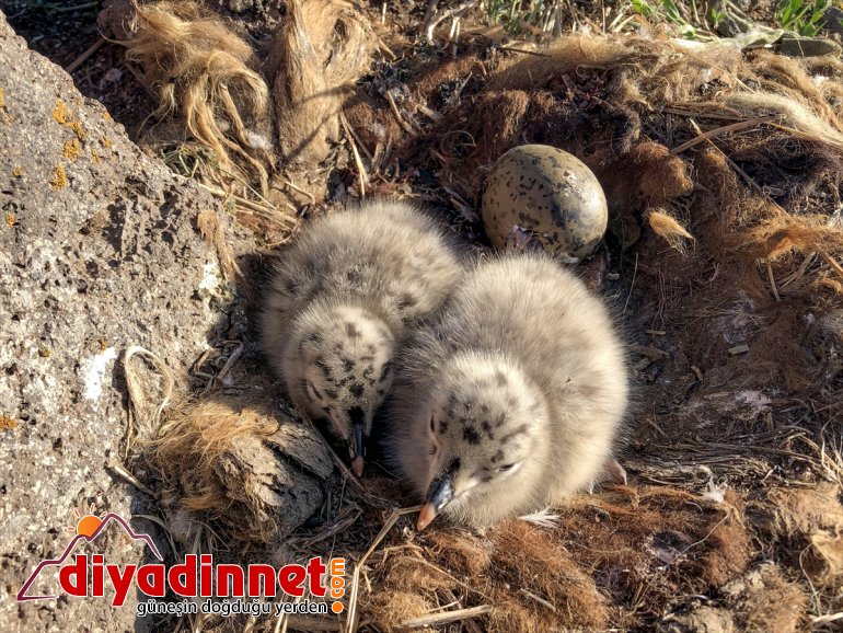 - Balık Gölü oldu martıların Anadolu