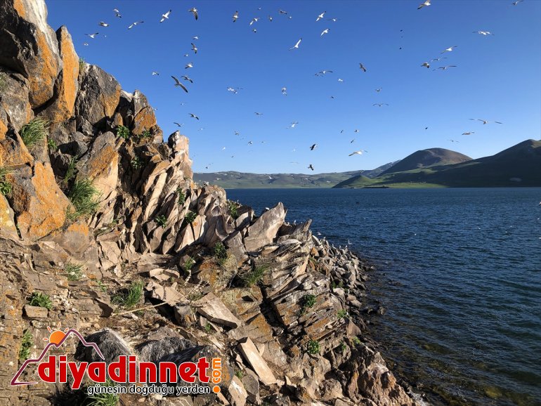Balık oldu martıların Doğu - IĞDIR yuvası Anadolu
