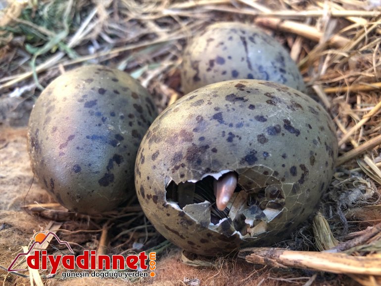 Gölü IĞDIR Balık oldu martıların yuvası Anadolu