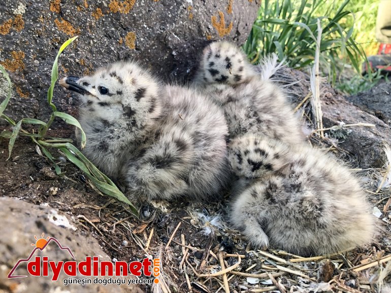 Balık martıların Anadolu