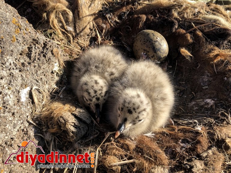 - oldu martıların IĞDIR Anadolu