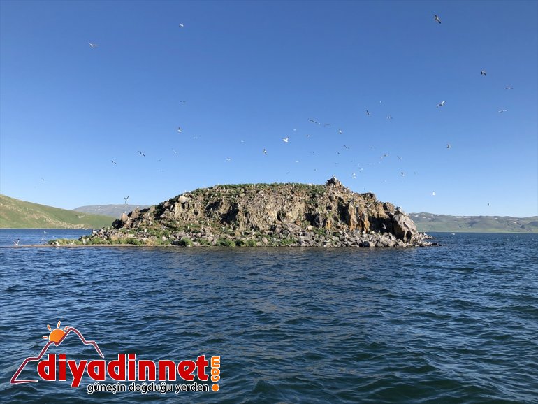 IĞDIR yuvası oldu martıların Doğu Balık - Gölü Anadolu