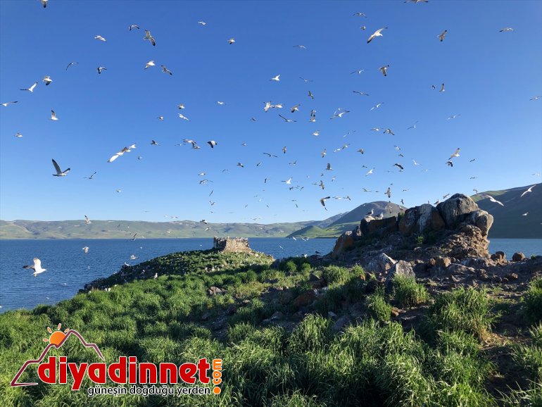 Balık - Gölü oldu Doğu martıların Anadolu