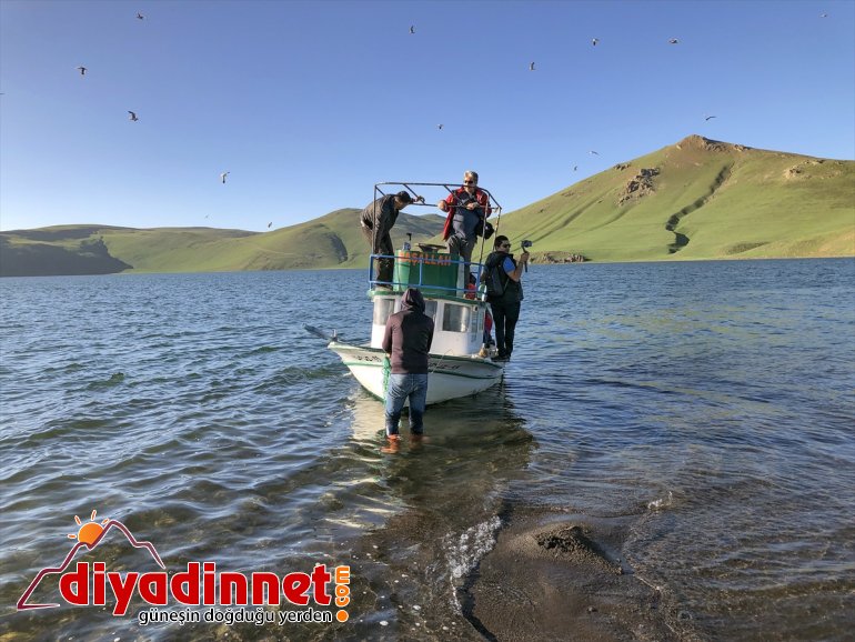 Gölü martıların Anadolu