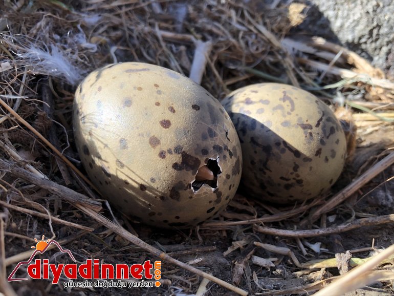 oldu - Doğu martıların yuvası Balık Gölü IĞDIR Anadolu