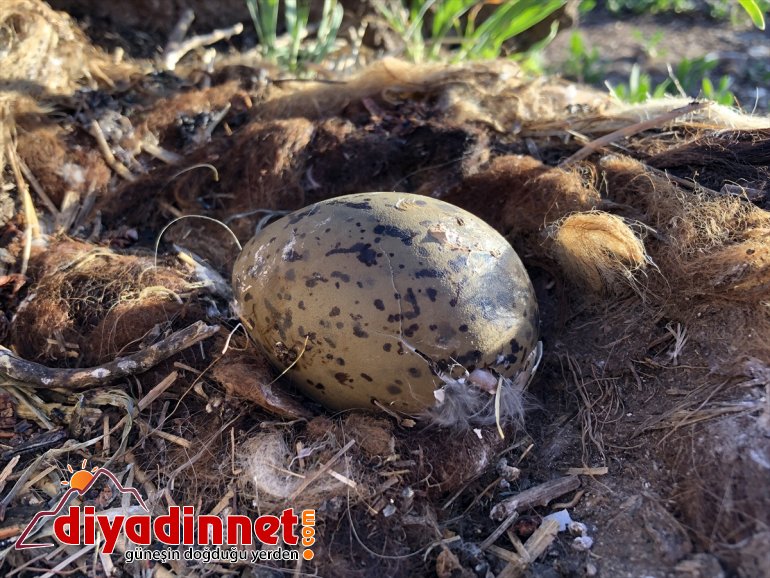 Balık - Doğu Anadolu