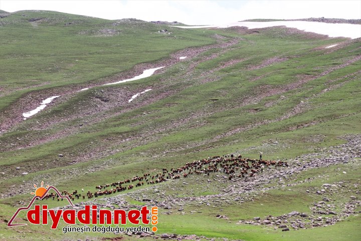 Bir yanı kar bir yanı bahar yaylada göçerlere soğuk engeli1