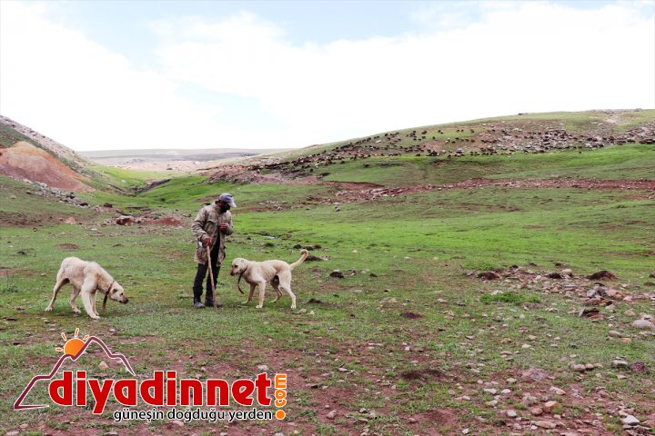 Bir yanı kar bir yanı bahar yaylada göçerlere soğuk engeli4