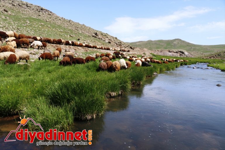 Doğu nun verimli yaylaları göçerlerlerle şenlendi2