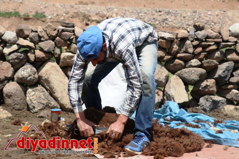 Doğu nun verimli yaylaları göçerlerlerle şenlendi4