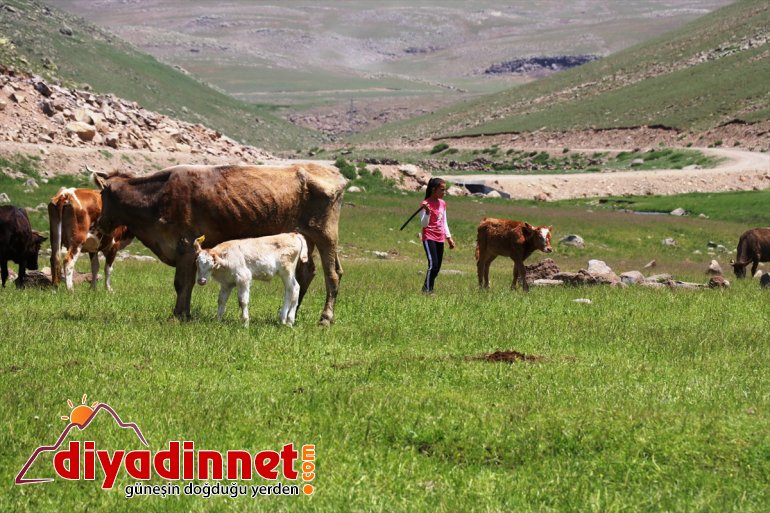 Doğu nun verimli yaylaları göçerlerlerle şenlendi5