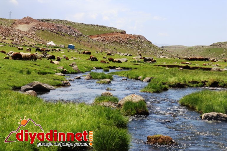 Doğu nun verimli yaylaları göçerlerlerle şenlendi6