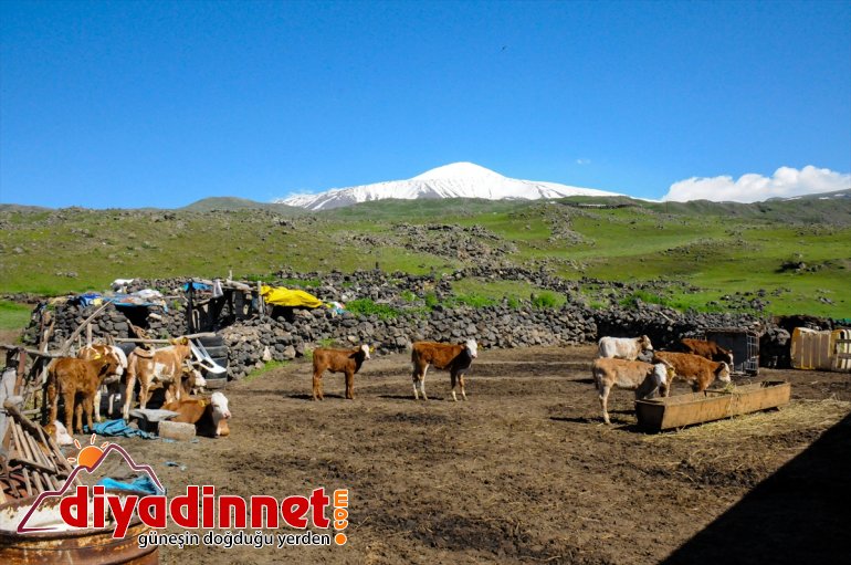 verimli yaylaları şenlendi Doğu