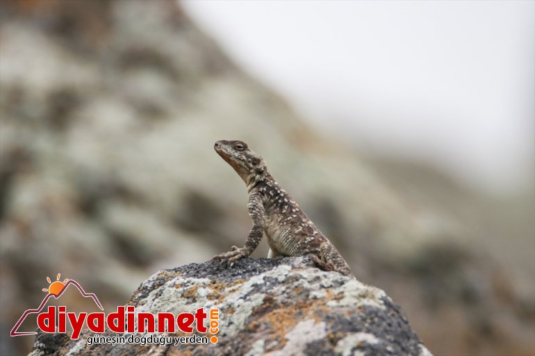 Iğdır'da Kafkas keleri görüntülendi