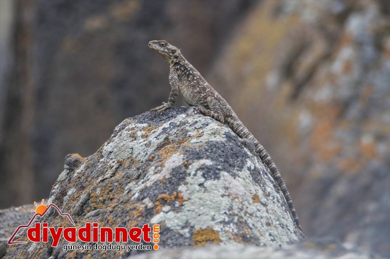 görüntülendi Kafkas Iğdır