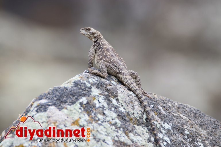 görüntülendi Kafkas keleri Iğdır