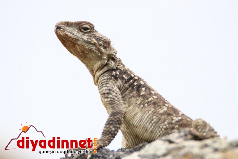 Kafkas keleri görüntülendi Iğdır