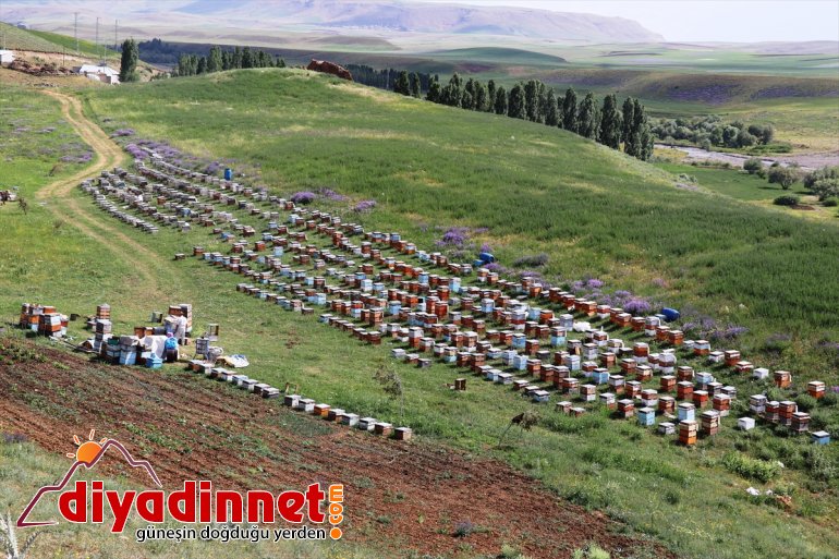 Karadeniz'in göçer arıcıları kaliteli bal için Ağrı'nın dağlarını mesken tuttu