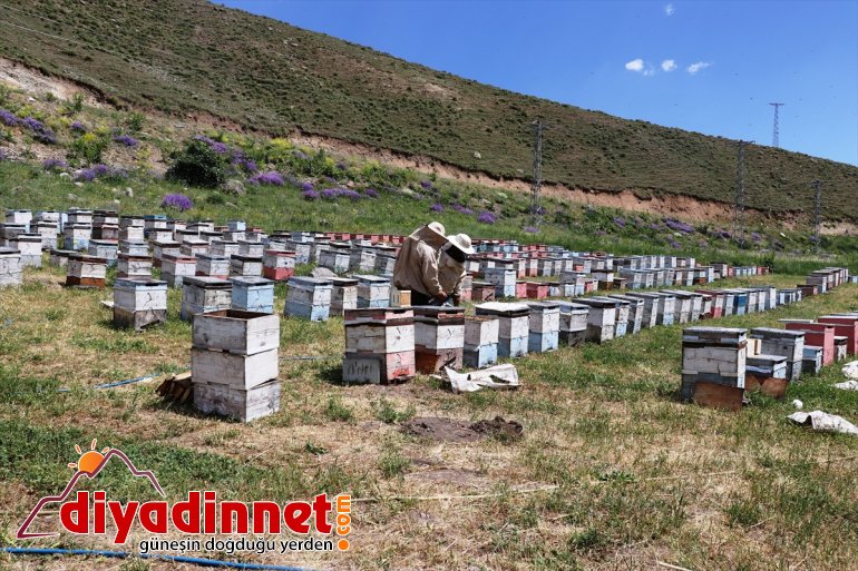 göçer dağlarını mesken Ağrı