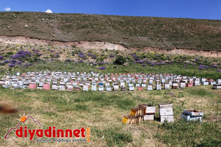 tuttu bal kaliteli mesken Ağrı