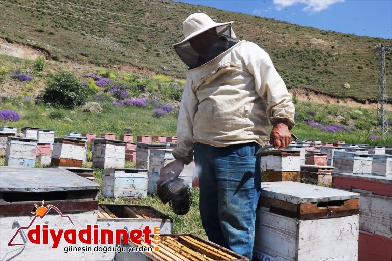 arıcıları için Ağrı