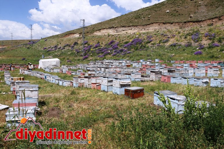 arıcıları için dağlarını Karadeniz