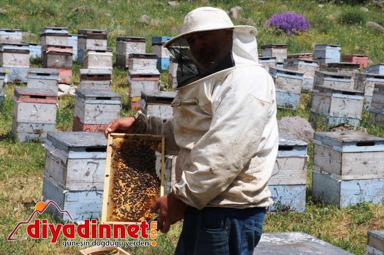 bal dağlarını Karadeniz