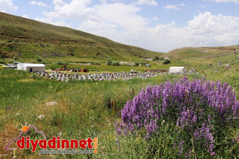 için arıcıları Karadeniz