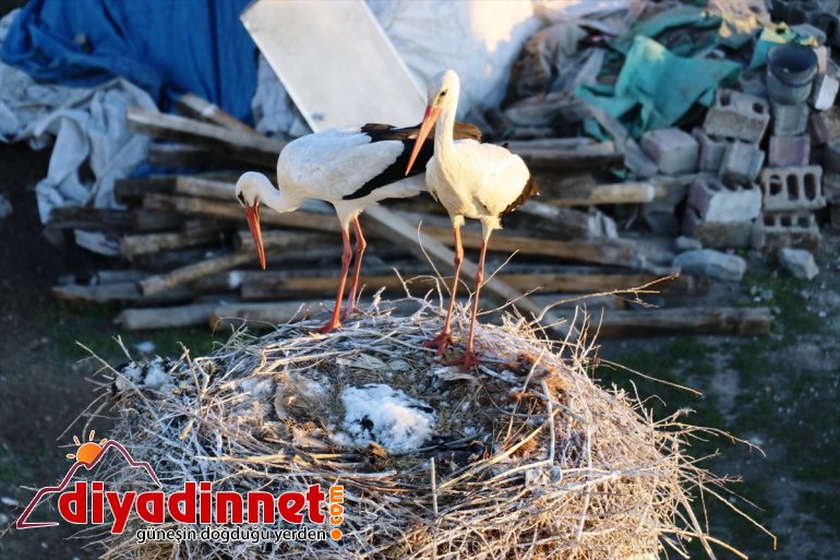 Leylekler yıllardır köylülerin hazırladığı yerde yuva kuruyor