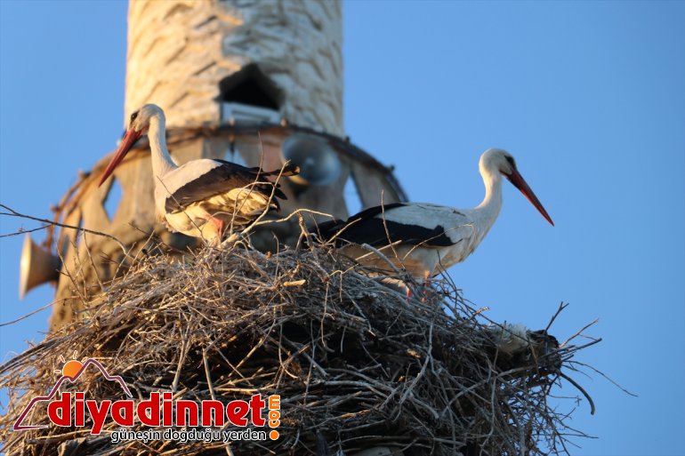 köylülerin yıllardır yerde yuva kuruyor Leylekler hazırladığı 2