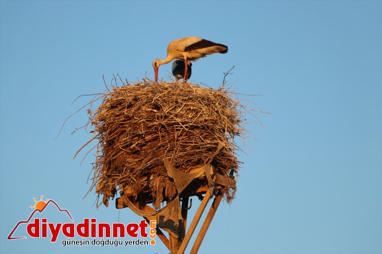 kuruyor yıllardır Leylekler köylülerin hazırladığı yuva yerde 3