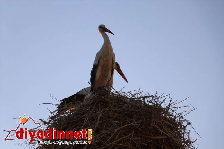 yuva yerde köylülerin hazırladığı yıllardır kuruyor Leylekler 4