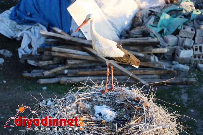 yıllardır köylülerin yerde yuva Leylekler hazırladığı kuruyor 5